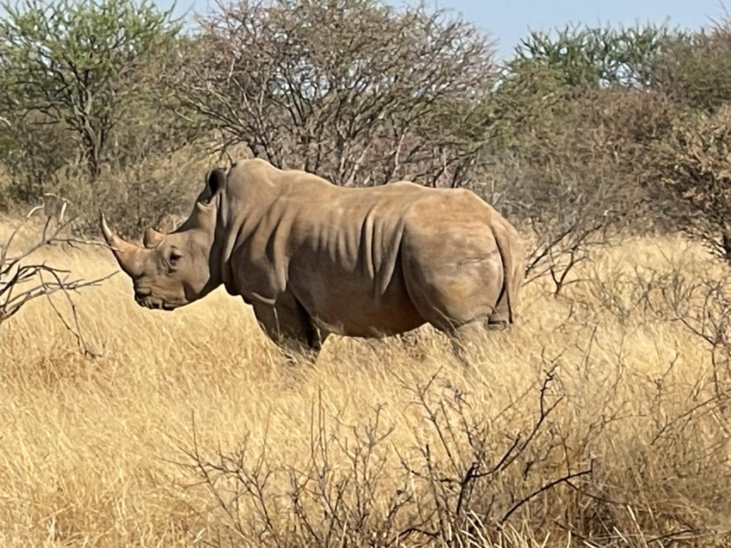Rhino Tracking